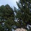 Magnolia stellata, habit