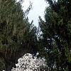 Magnolia stellata, habit