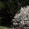 Magnolia stellata, habit