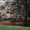 Magnolia stellata, habit