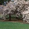 Magnolia stellata, habit