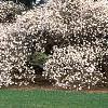 Magnolia stellata, habit