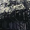 Magnolia stellata, habit