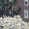 Magnolia stellata, habit