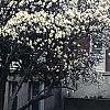 Magnolia stellata, habit