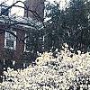 Magnolia stellata, habit