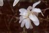 Magnolia stellata, flowers
