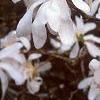 Magnolia stellata, flowers