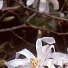 Magnolia stellata, flowers