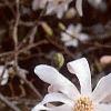 Magnolia stellata, flowers