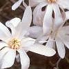 Magnolia stellata, flowers