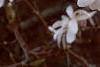 Magnolia stellata, flowers