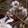 Magnolia stellata, flowers