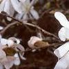 Magnolia stellata, flowers