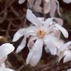 Magnolia stellata, flowers
