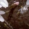 Magnolia stellata, flowers