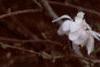 Magnolia stellata, flowers