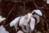 Magnolia stellata, flowers