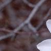 Magnolia stellata 'Ballerina', flowers