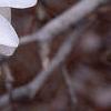 Magnolia stellata 'Ballerina', flowers