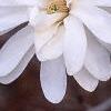 Magnolia stellata 'Ballerina', flowers