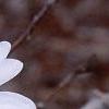 Magnolia stellata 'Ballerina', flowers
