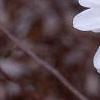 Magnolia stellata 'Ballerina', flowers