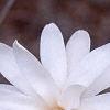 Magnolia stellata 'Ballerina', flowers