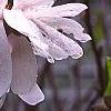 Magnolia stellata 'Centennial', flowers