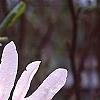 Magnolia stellata 'Centennial', flowers