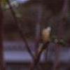 Magnolia stellata 'Centennial', flowers