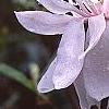 Magnolia stellata 'Centennial', flowers