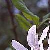 Magnolia stellata 'Centennial', flowers