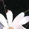 Magnolia stellata 'Centennial', flowers