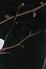 Magnolia stellata 'Centennial', flowers