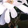 Magnolia stellata 'Centennial', flowers