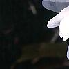 Magnolia stellata 'Centennial', flowers