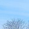Magnolia stellata 'Jane Platt', habit