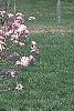 Magnolia stellata 'Jane Platt', habit