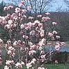 Magnolia stellata 'Jane Platt', habit