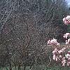 Magnolia stellata 'Jane Platt', habit