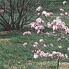 Magnolia stellata 'Jane Platt', habit