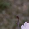 Magnolia stellata 'Jane Platt', flowers