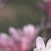Magnolia stellata 'Jane Platt', flowers