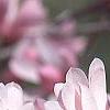Magnolia stellata 'Jane Platt', flowers