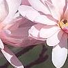 Magnolia stellata 'Jane Platt', flowers