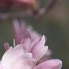 Magnolia stellata 'Jane Platt', flowers