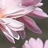 Magnolia stellata 'Jane Platt', flowers
