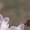 Magnolia stellata 'Jane Platt', flowers