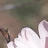 Magnolia stellata 'Jane Platt', flowers